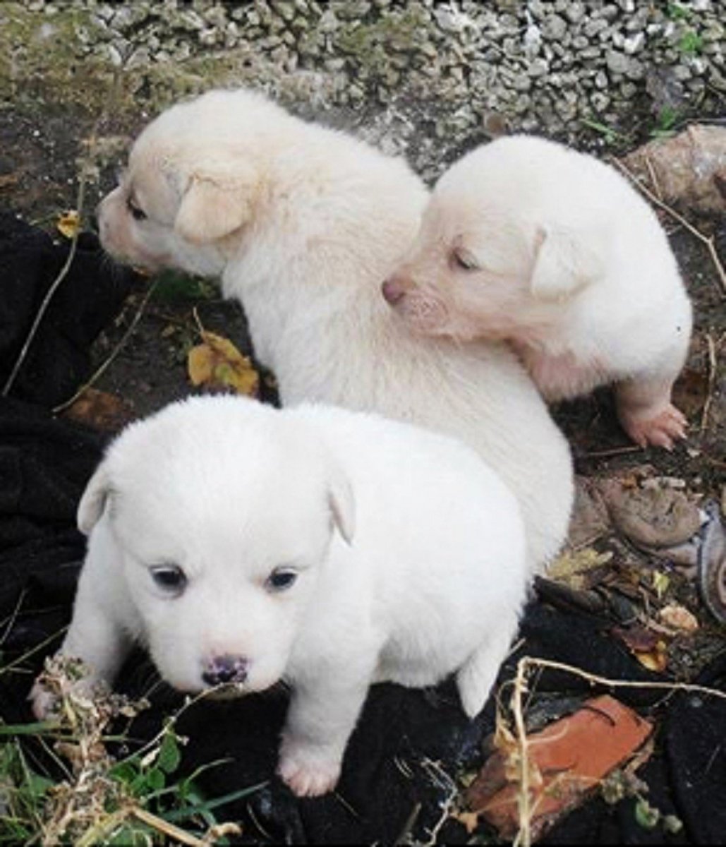 Голубоглазый корги пемброк