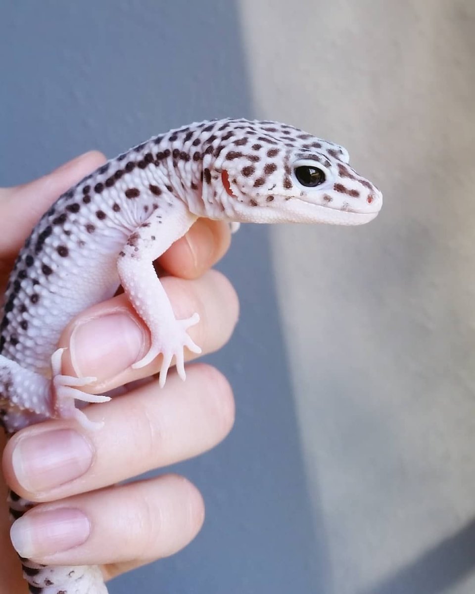 Геккон эублефар лапка