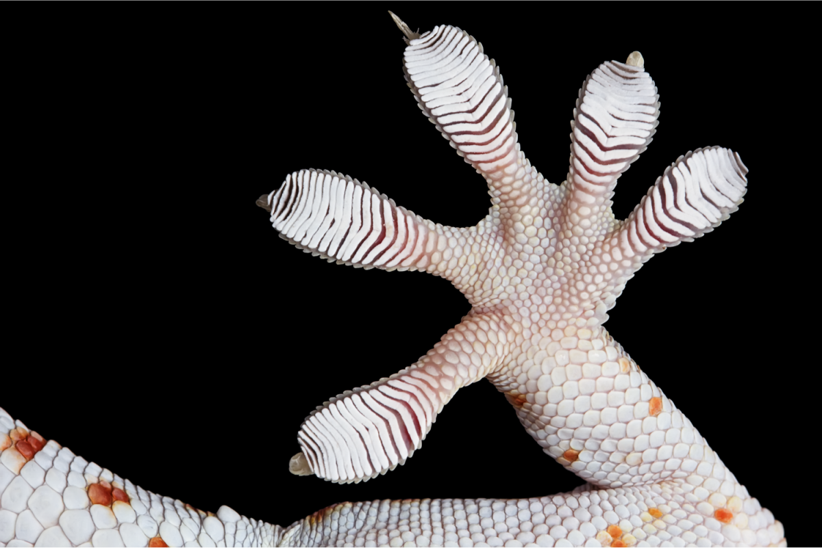 Лапки геккона под микроскопом