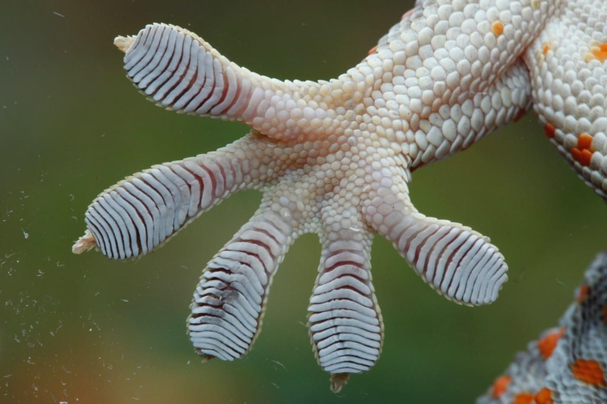 Геккон токи лапа