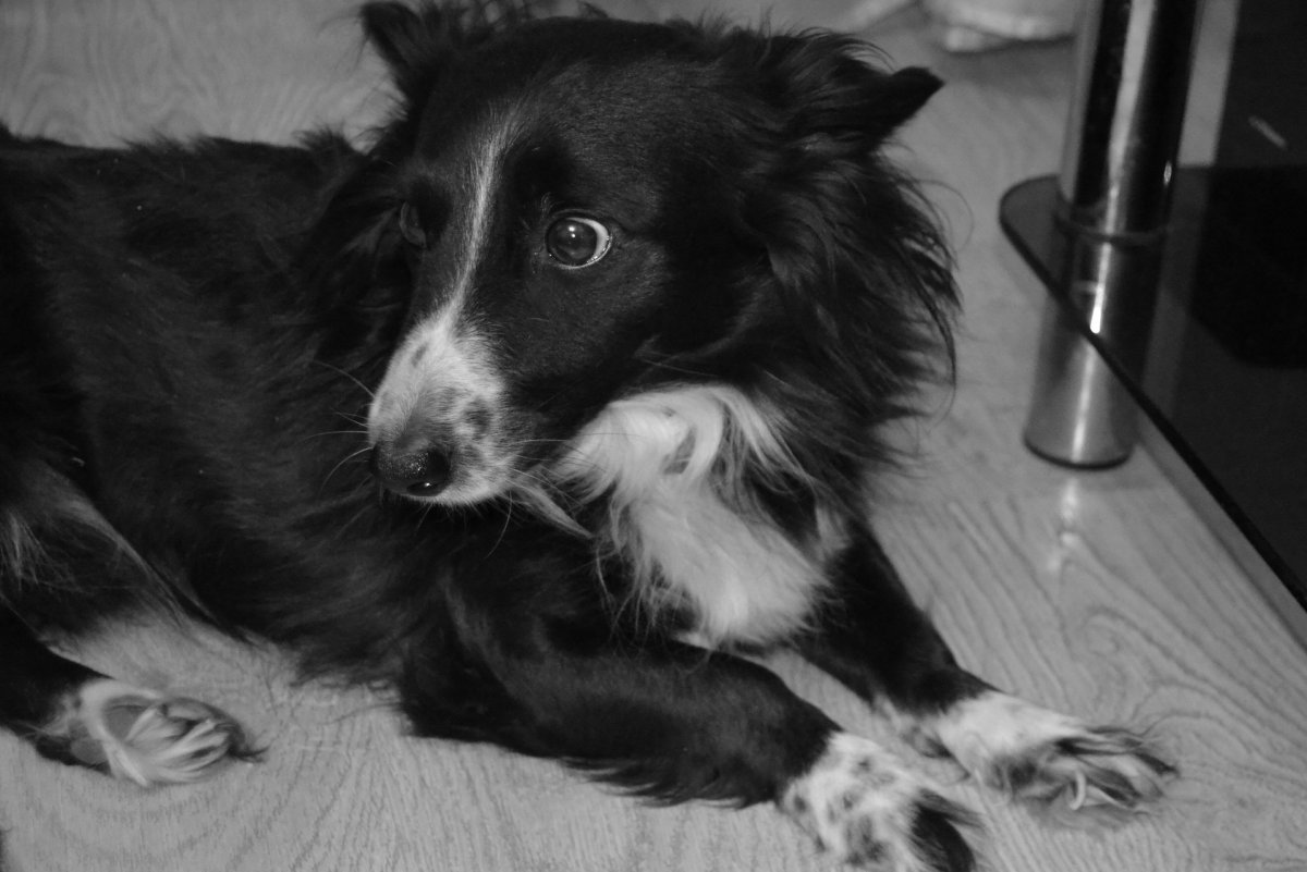 Баскская овчарка Баскская пастушья