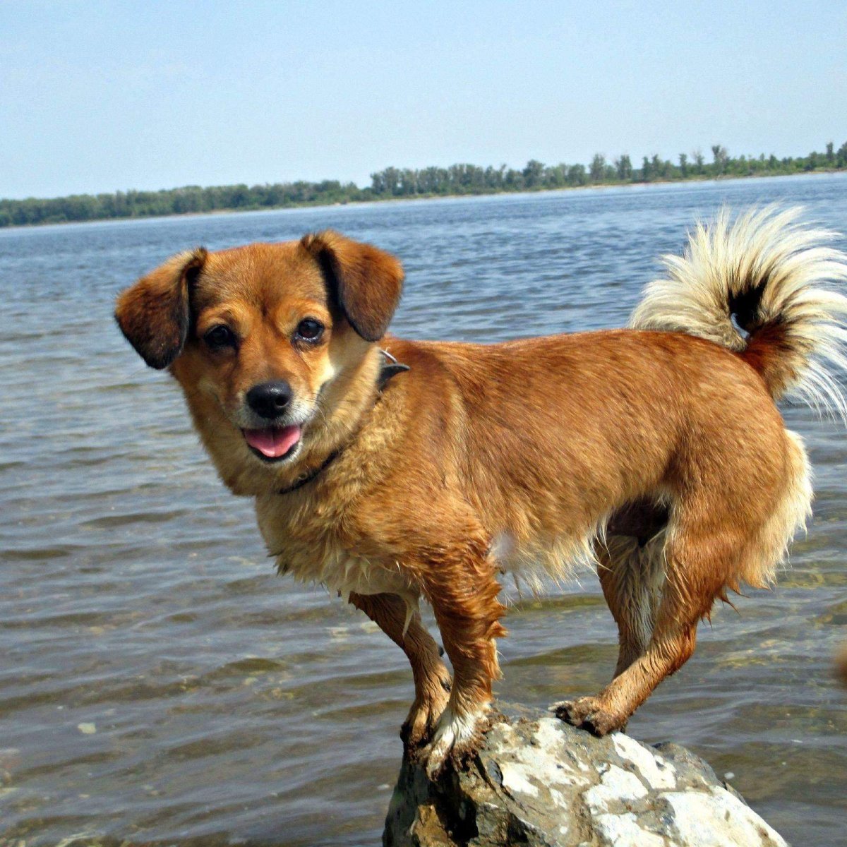 Породы корги кардиган и пемброк