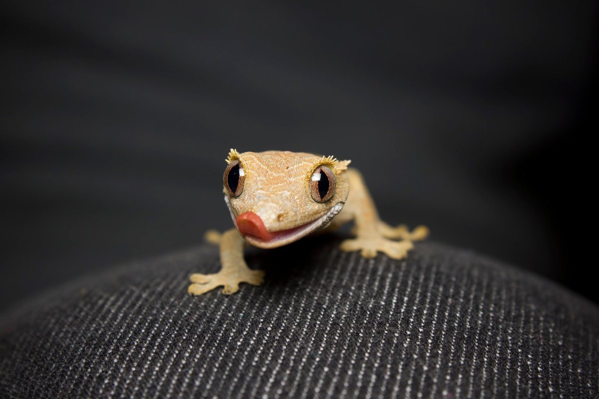 Геккон машет лапкой