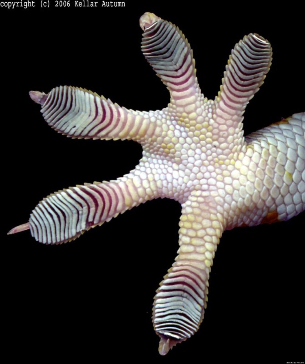 Пальцы геккона