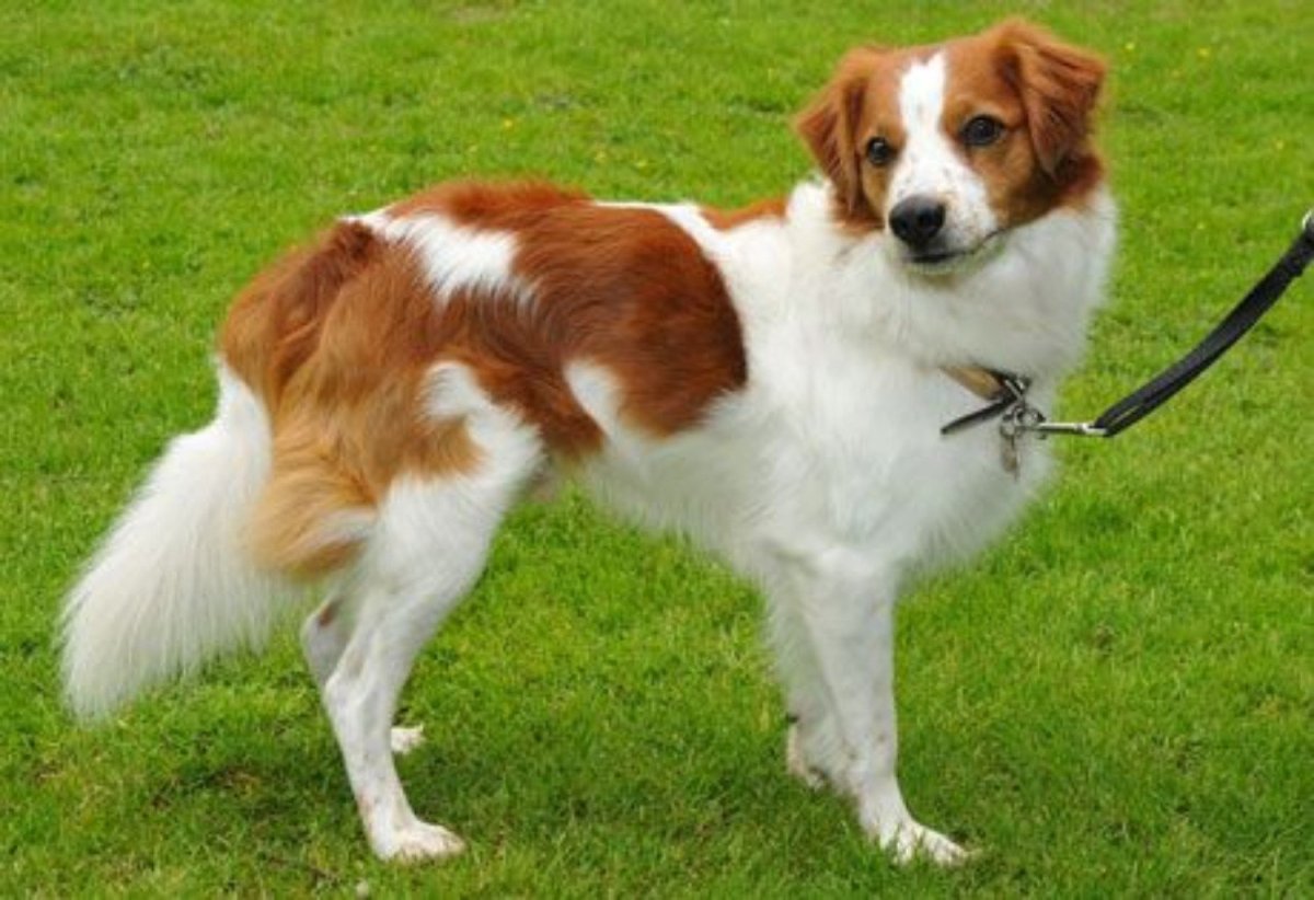 Рыже белая собака порода