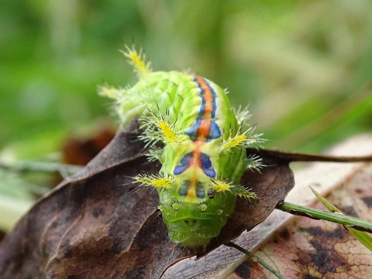 Гусеница бабочки библис