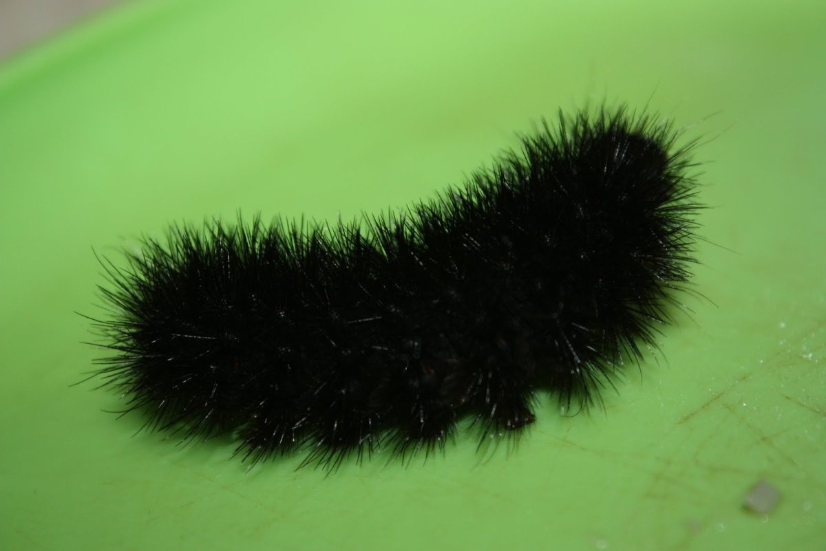 Black Caterpillar гусеница