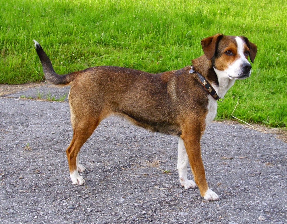 Овчарка австралийская длинношерстная