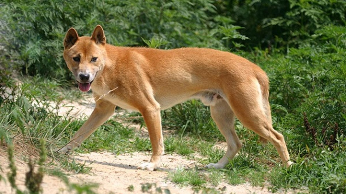 Алопекис Греческая дворняжка