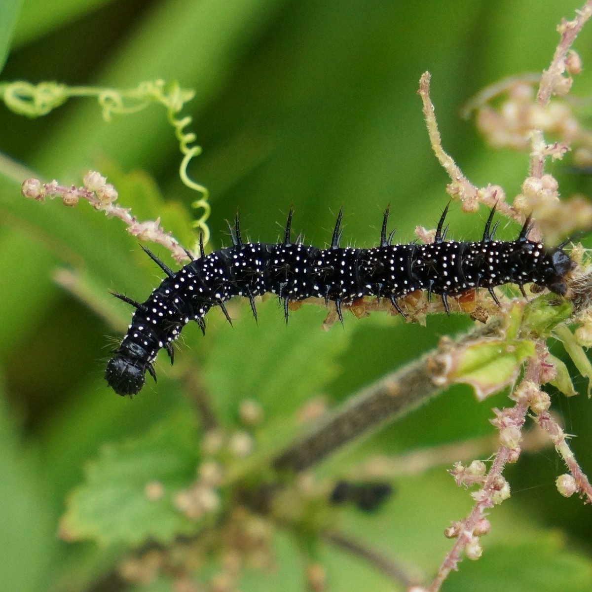 Black Caterpillar чёрная гусеница