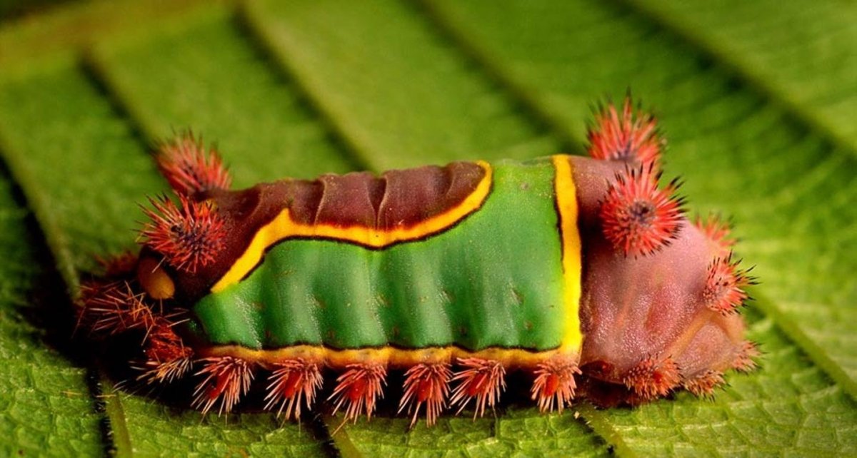 Saddleback Caterpillar