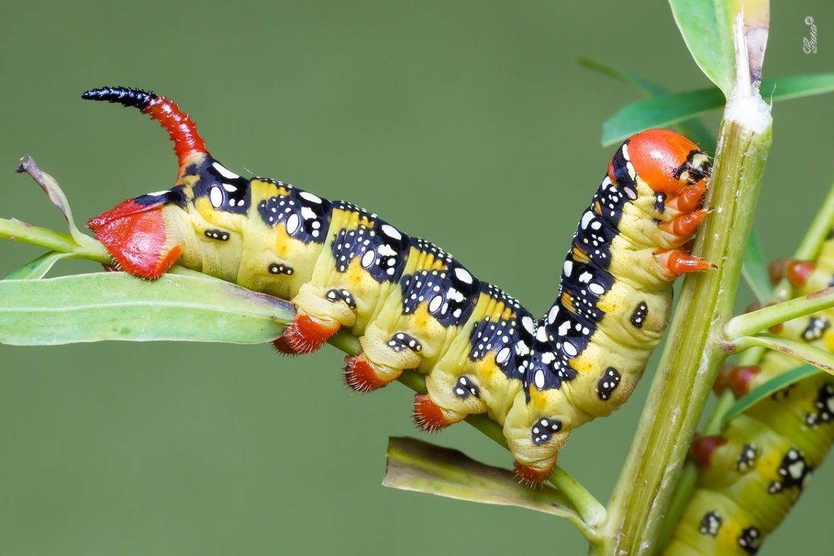 Papilio Troilus гусеница бабочка