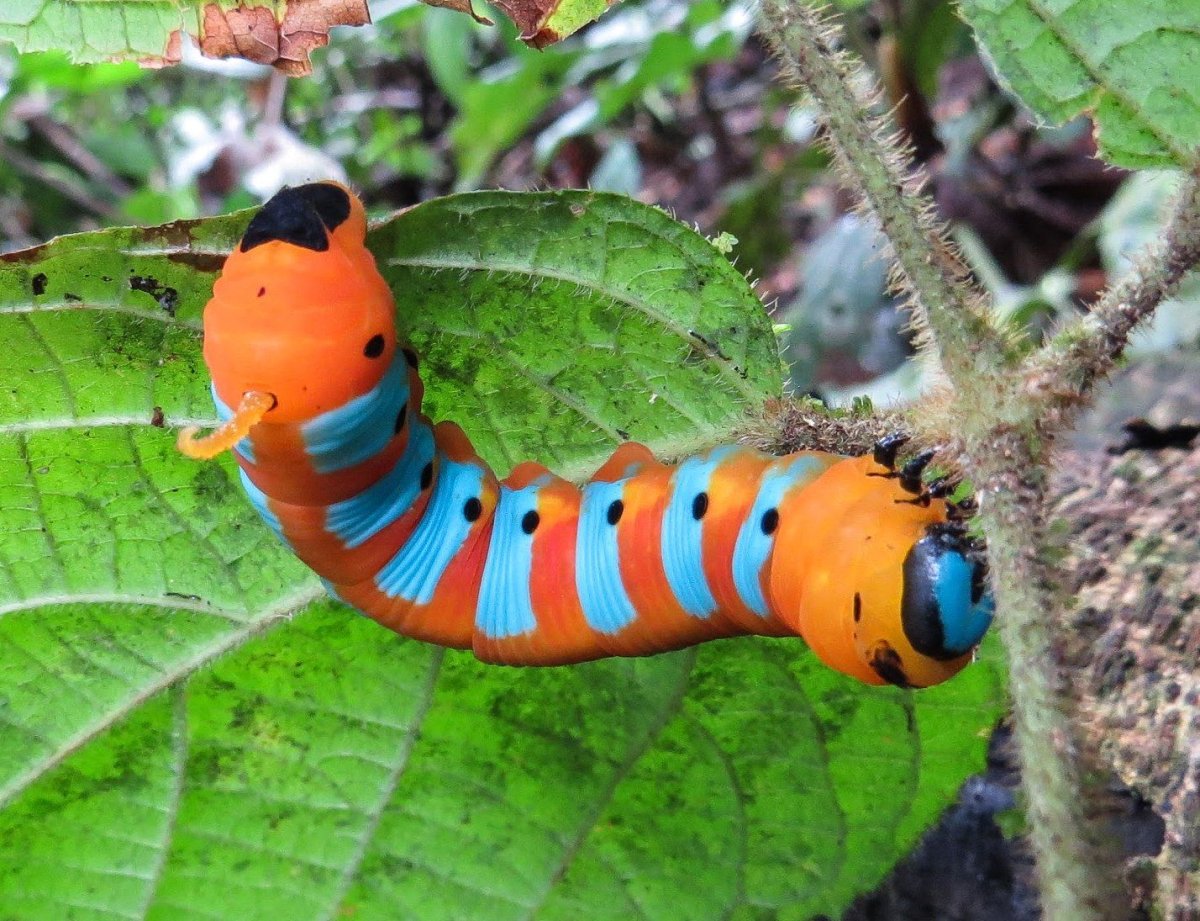 Smerinthus ocellatus гусеница