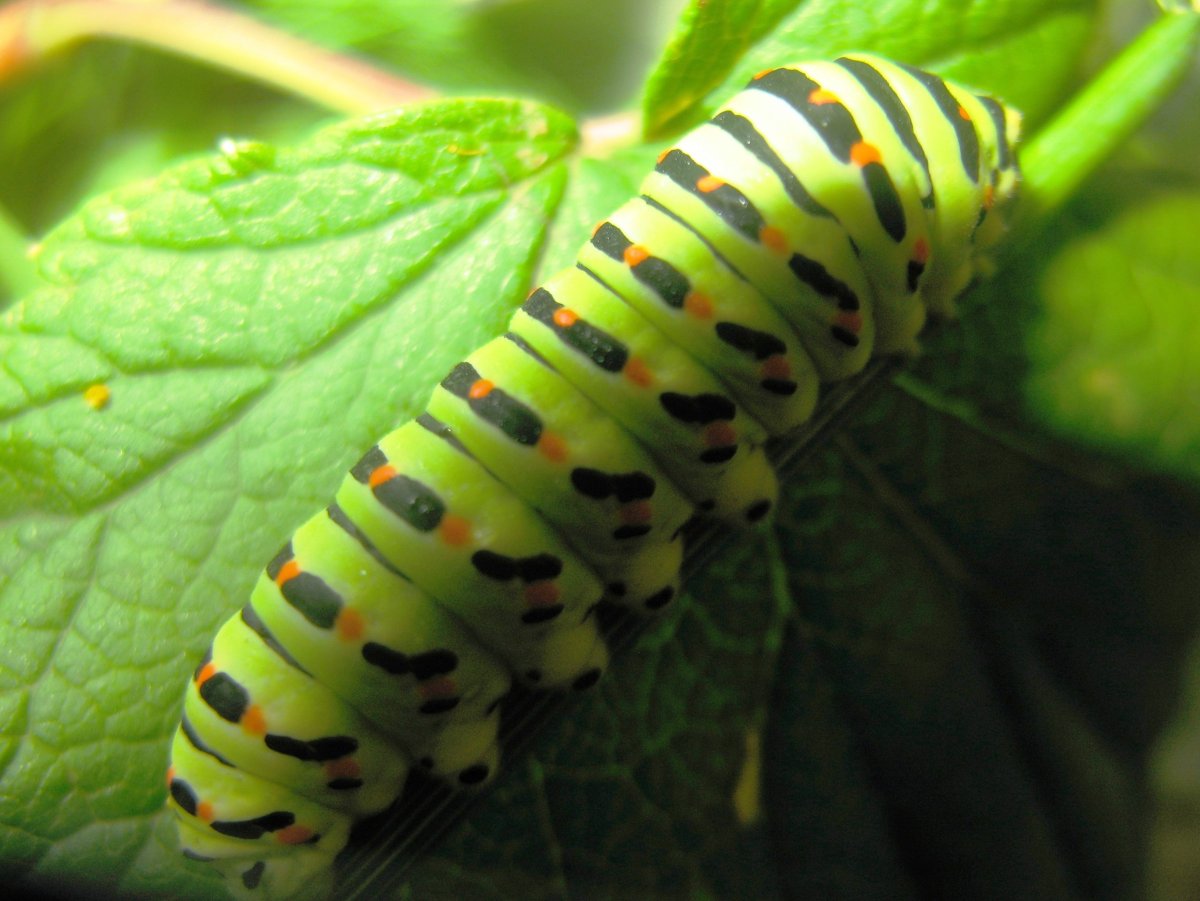 Вирджиния Грин гусеница