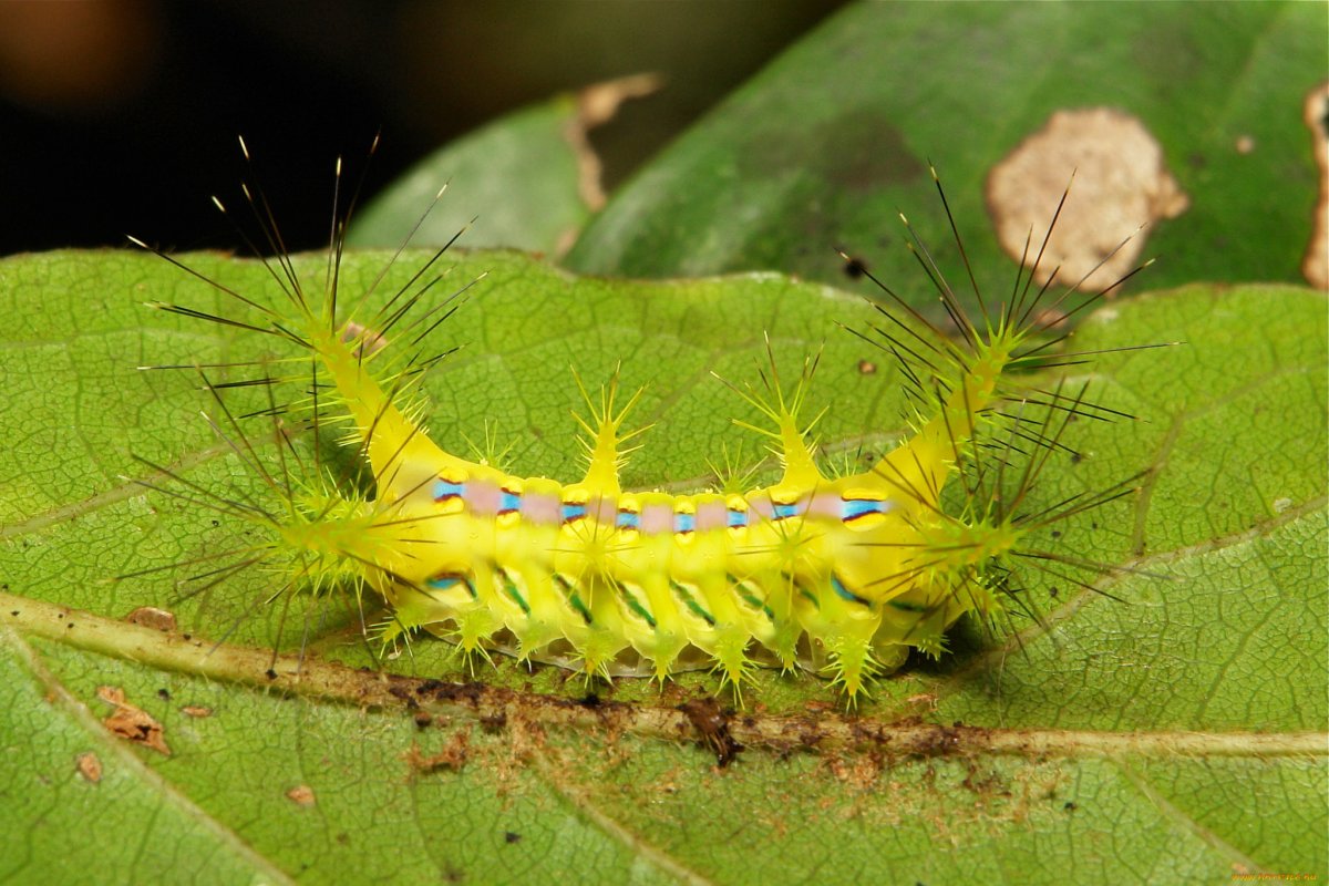 Гусеница жгучка