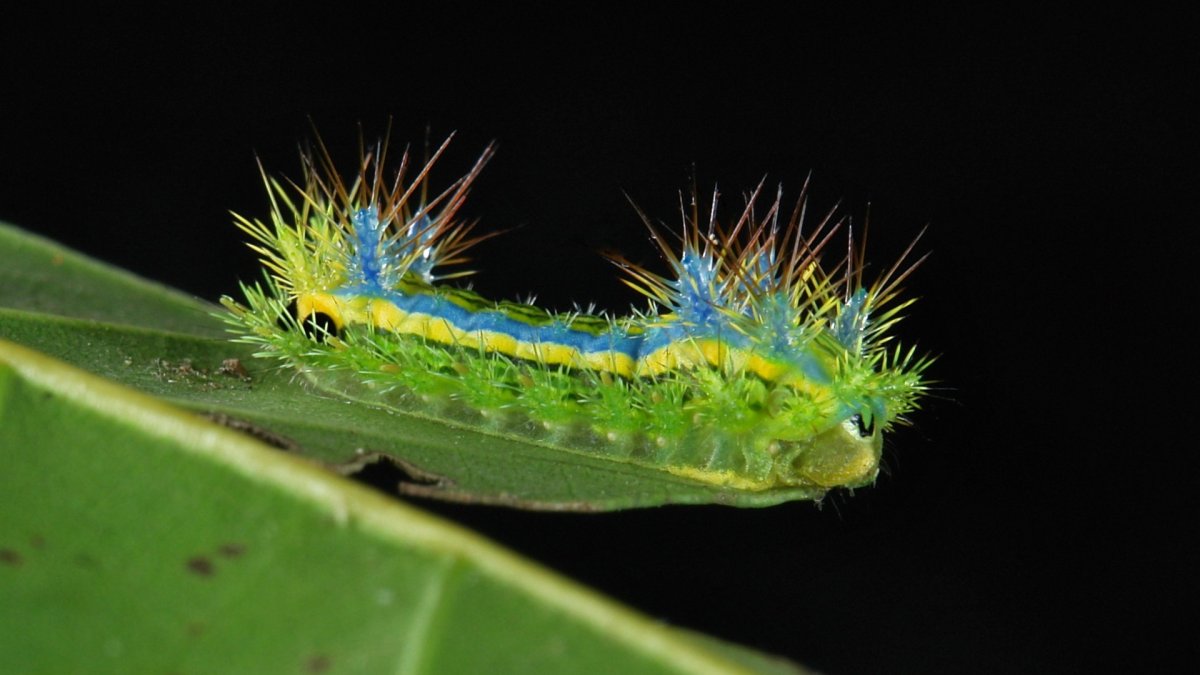 Гусеница parasa consocia