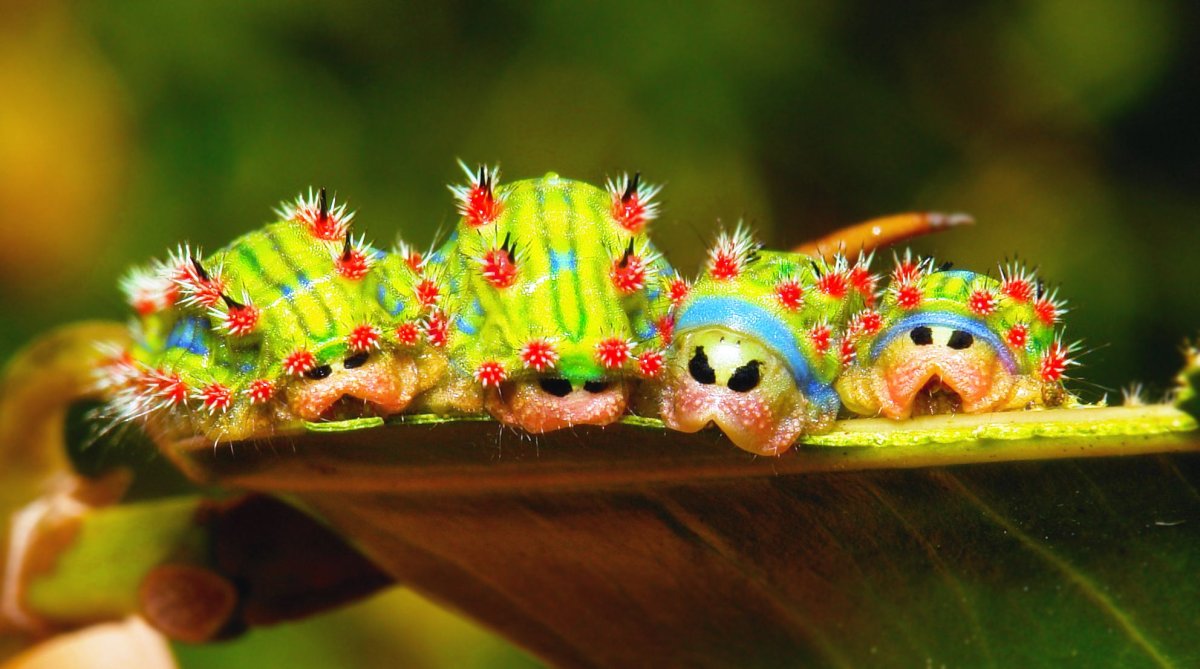 Зеленая гусеница капустница