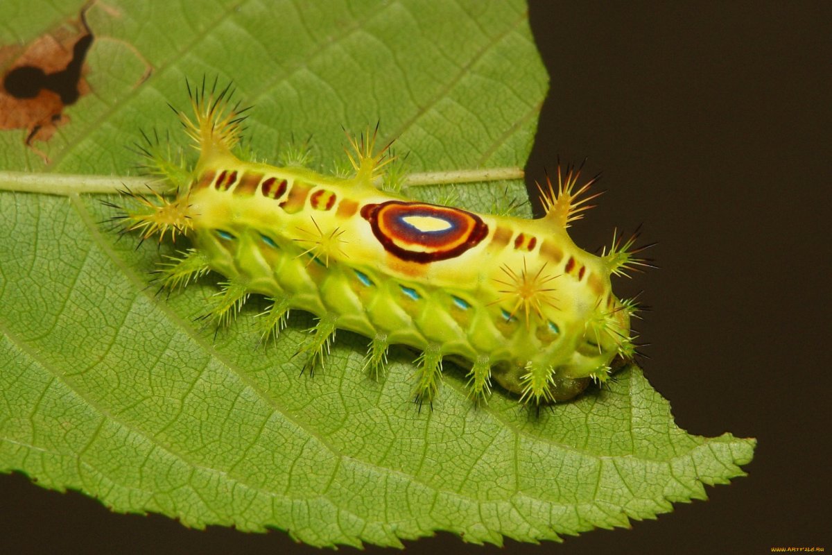 Гусеница Сесил