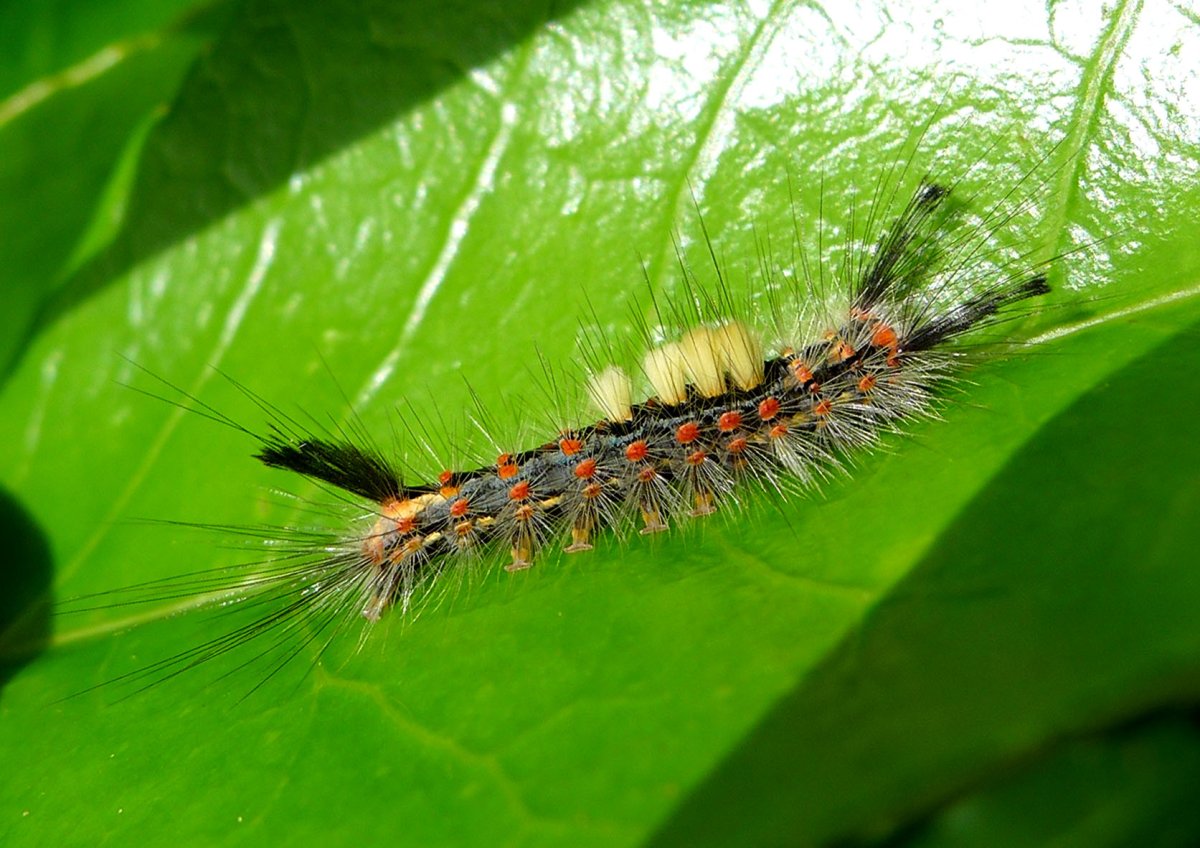 Orgyia Antiqua гусеница бабочка