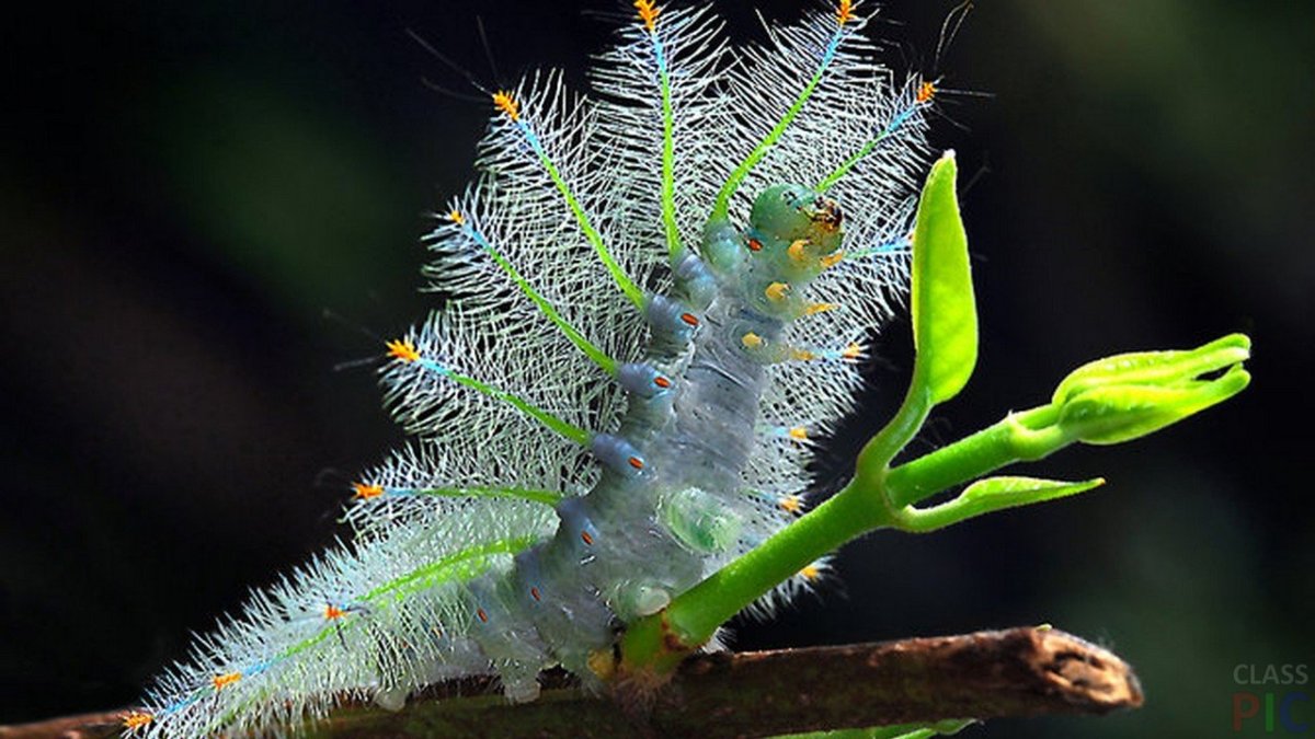 Ястребиная моль гусеница