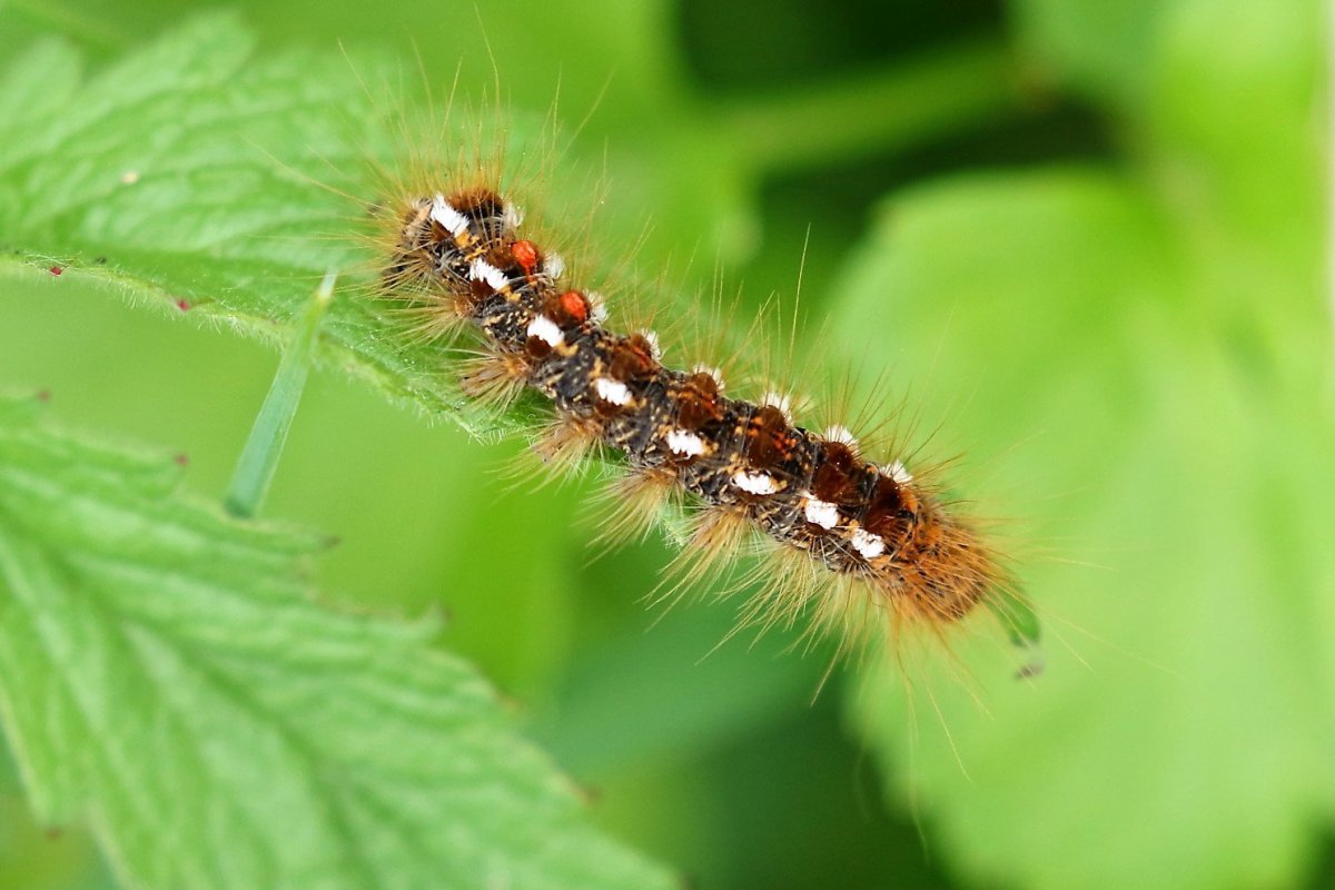 Мохнатая гусеница Кайя