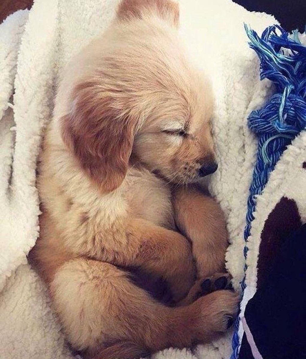 Шпиц в костюмчике