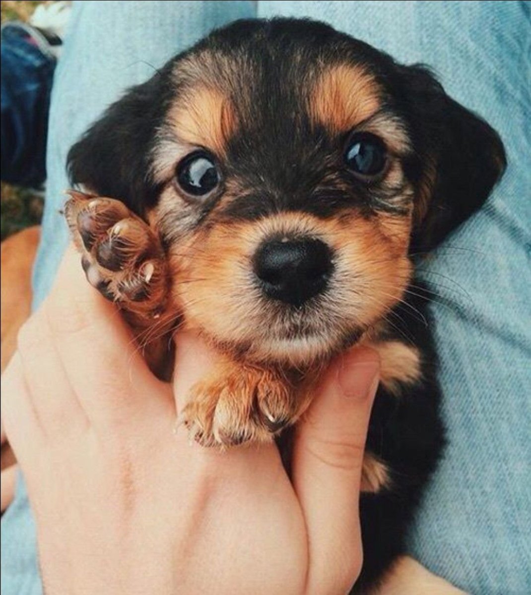 Трое померанский шпиц jiffpom