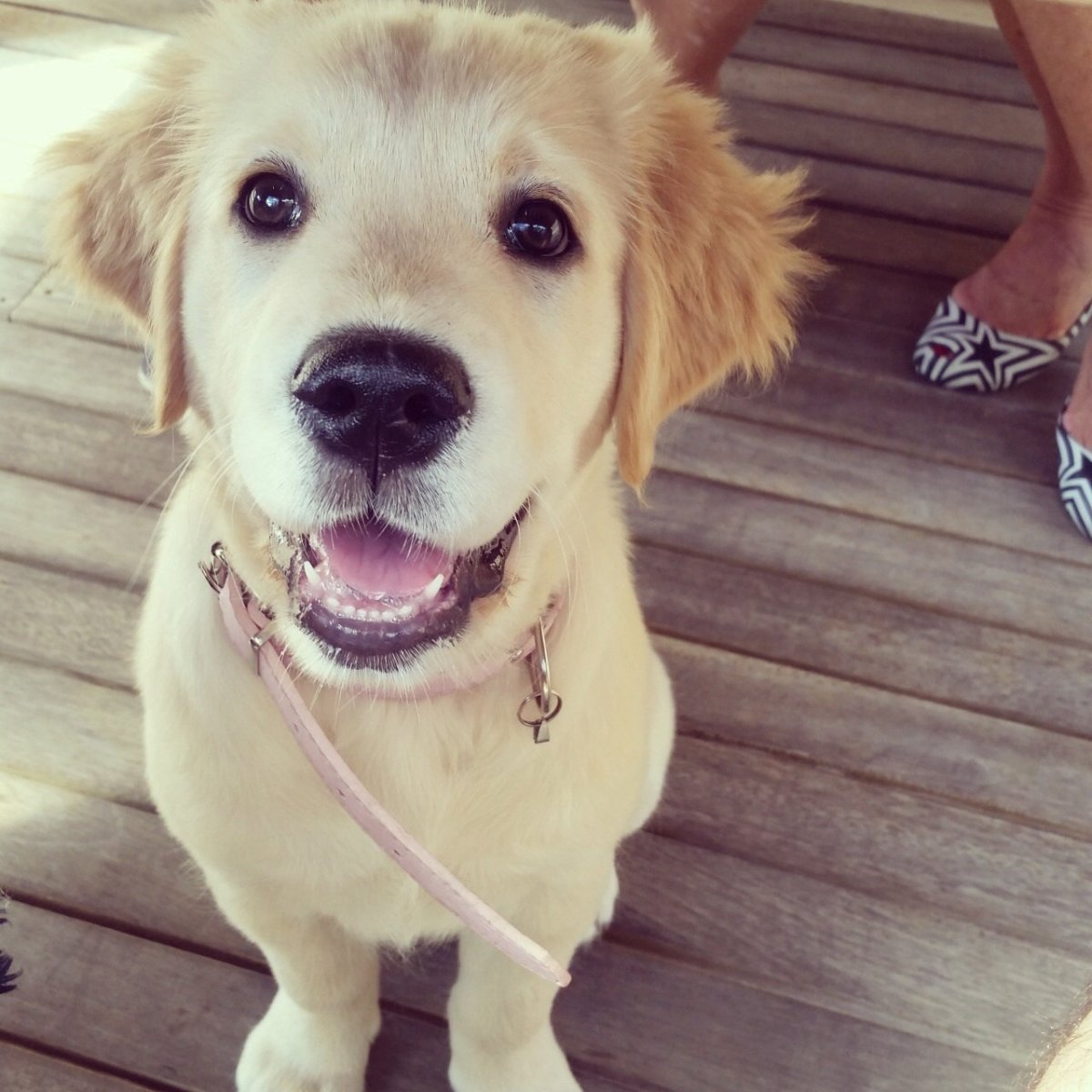 Мимимишные животные