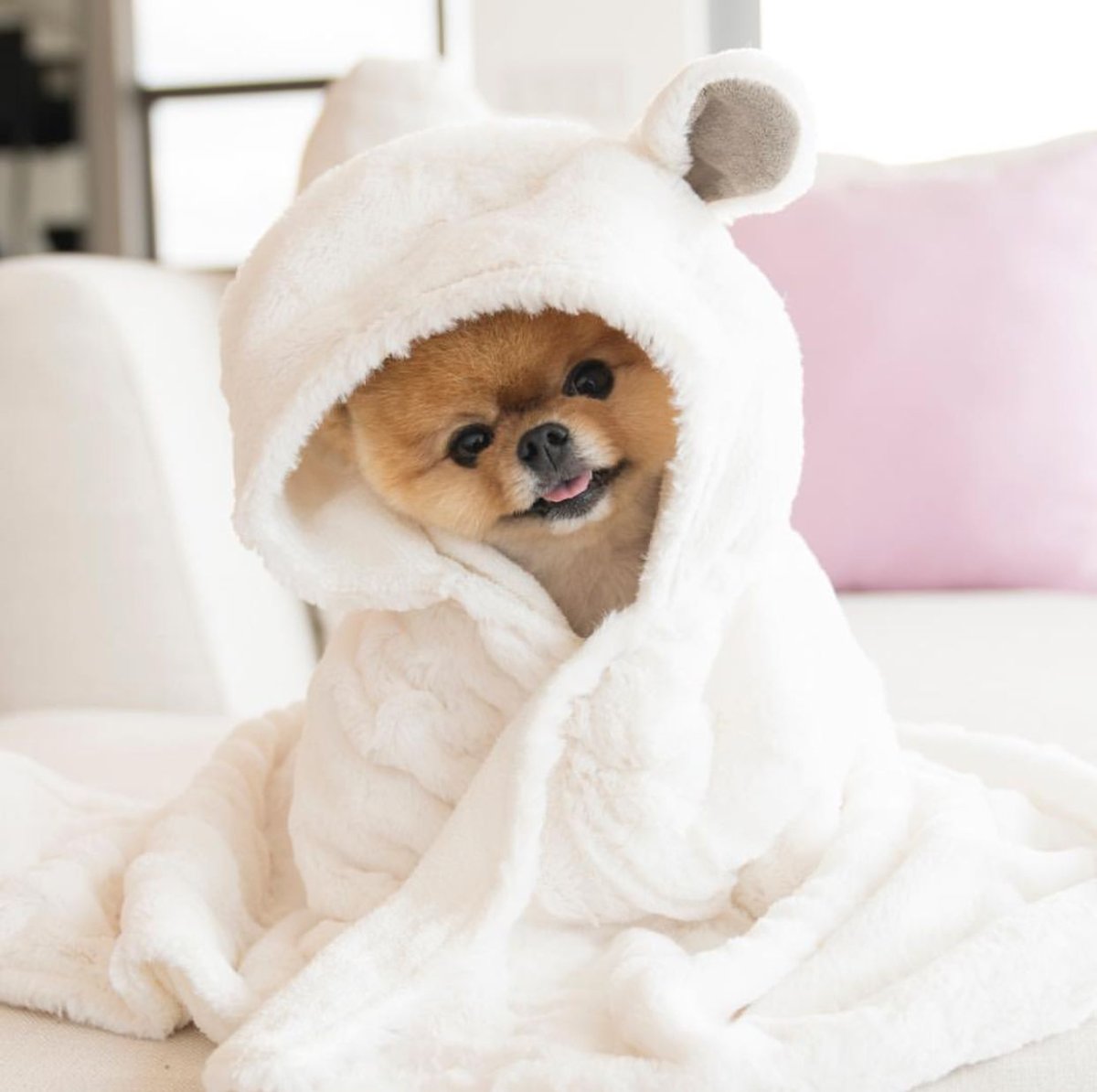 Померанский шпиц одетый