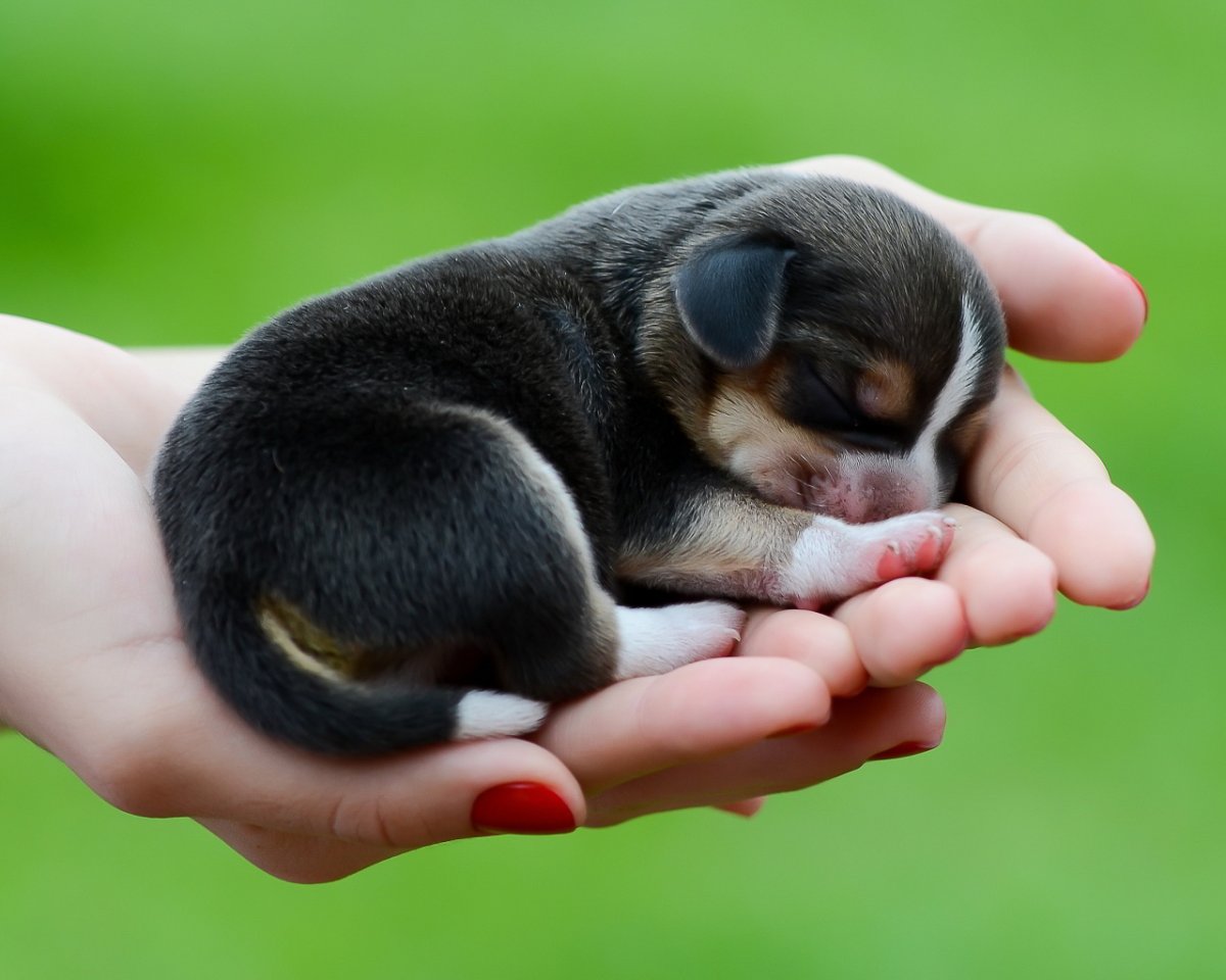 Щенки очень милые