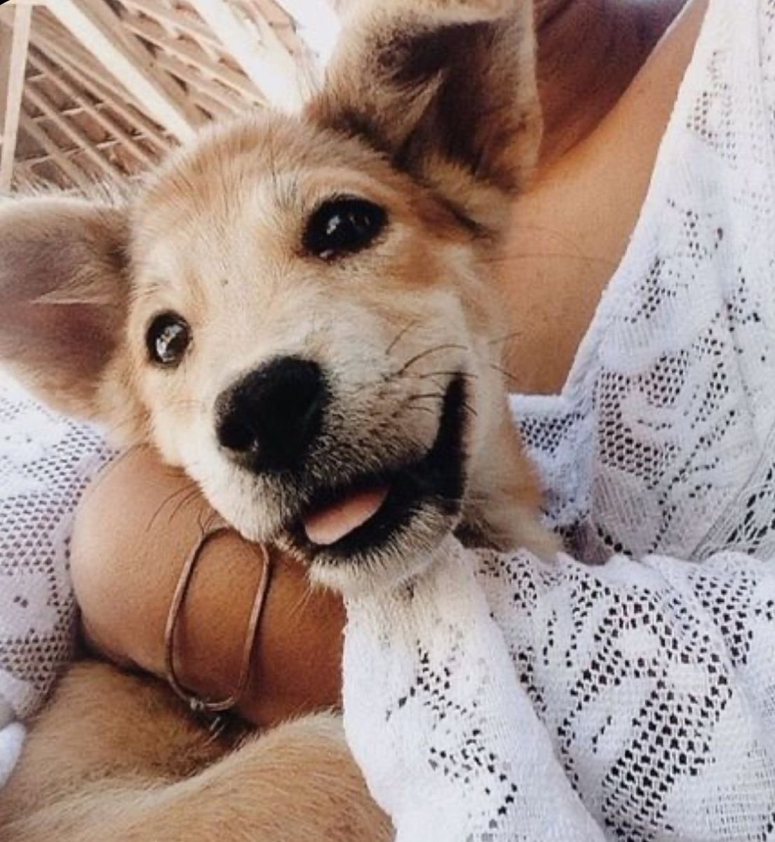 Померанский шпиц Джифф