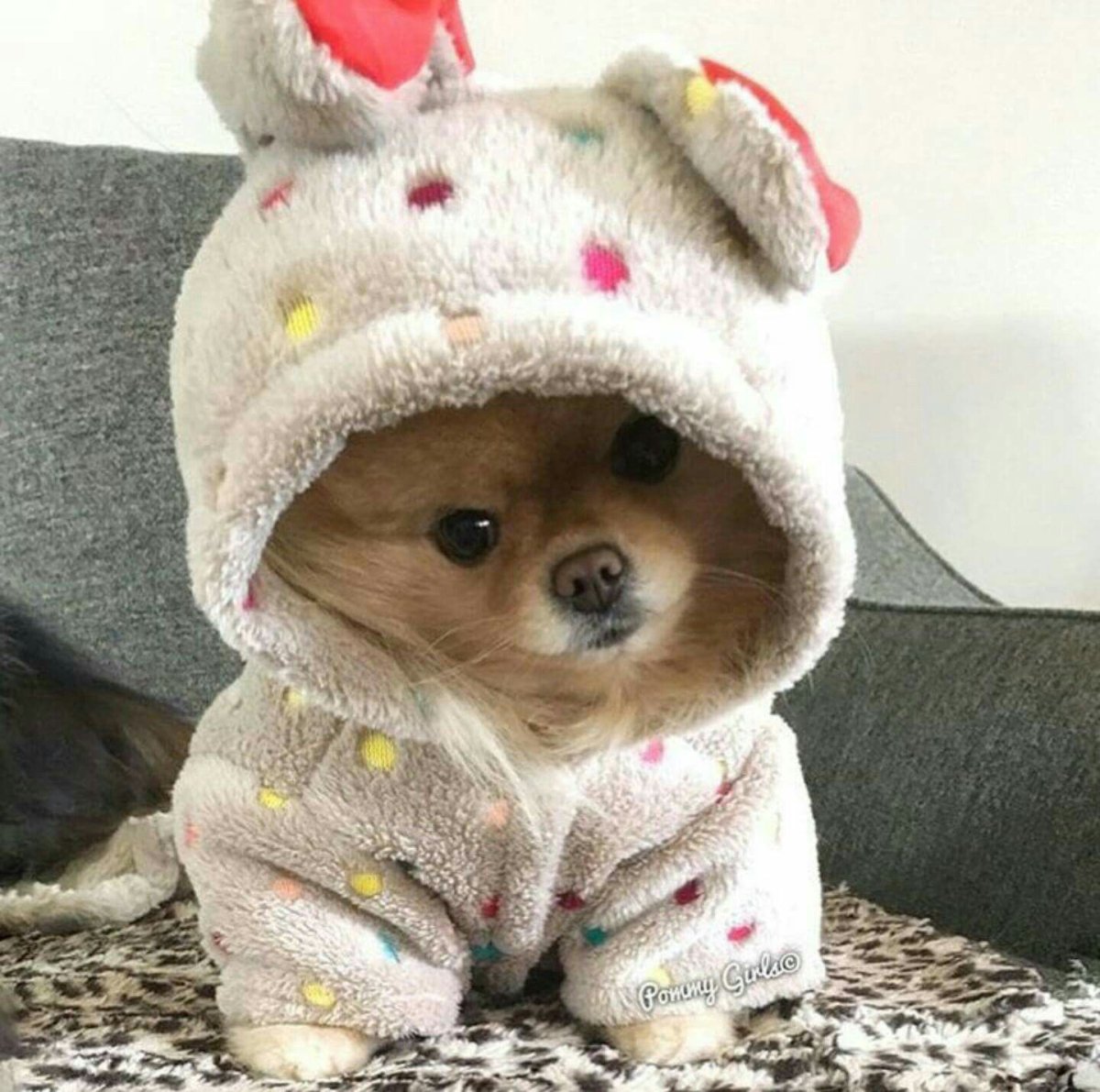 Корги aesthetic