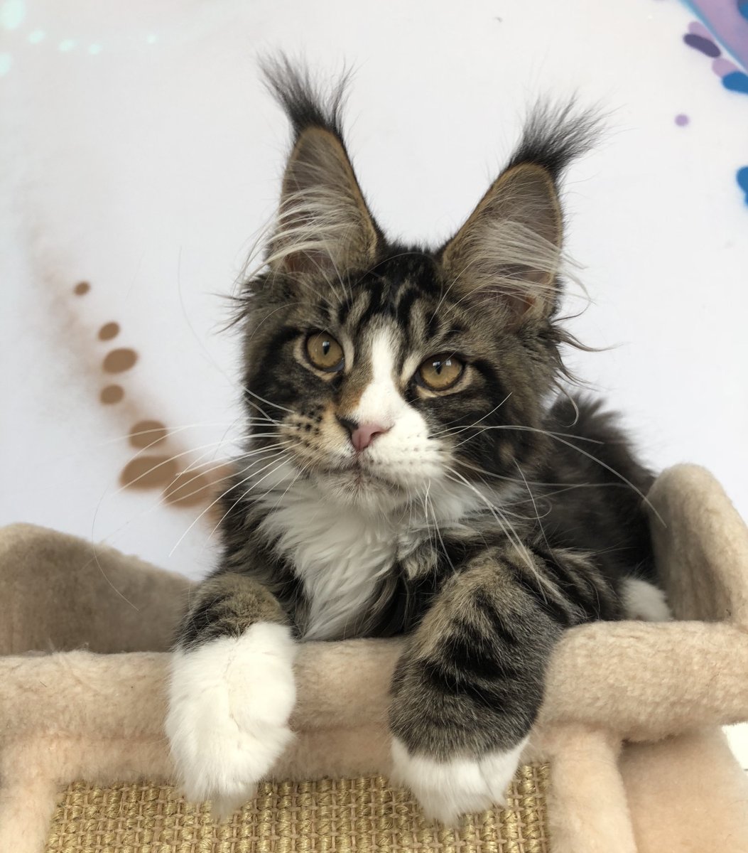 Вислоухий Мейн кун