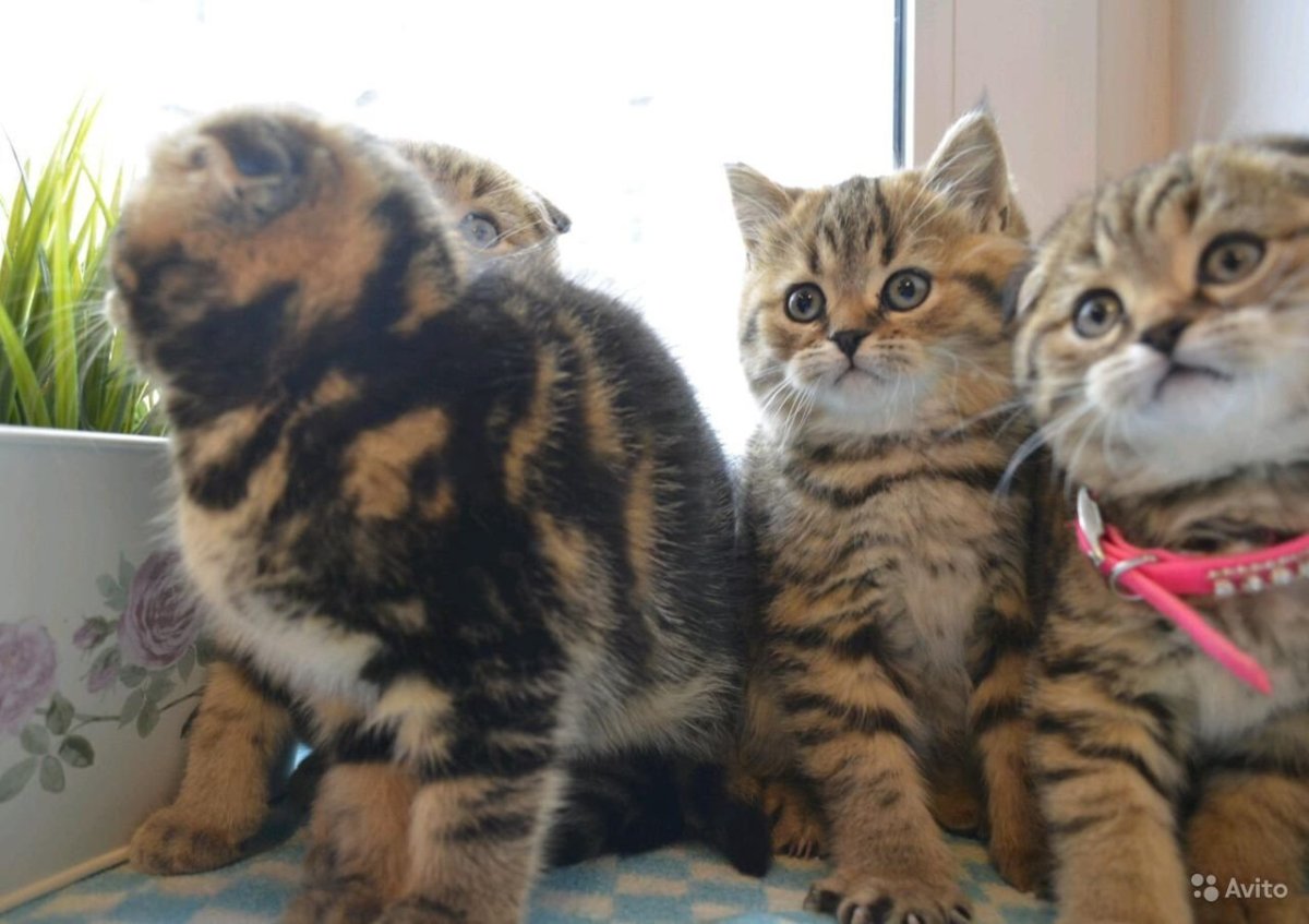 Шотландские тигрята