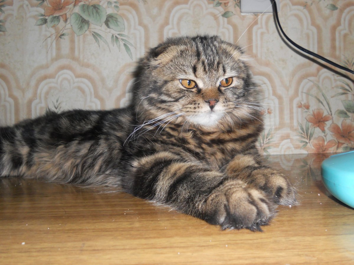 Мейн кун метис