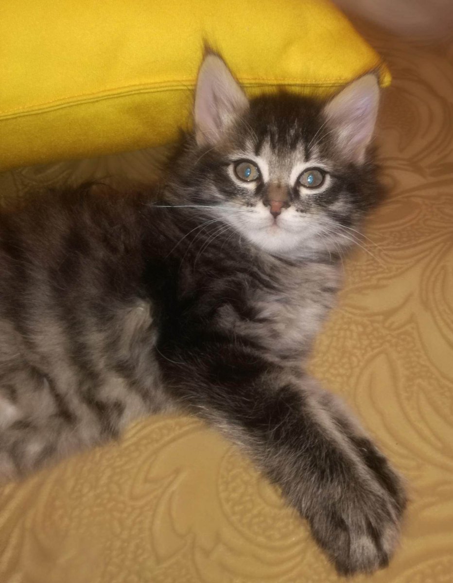 Помесь мейкуна и манула