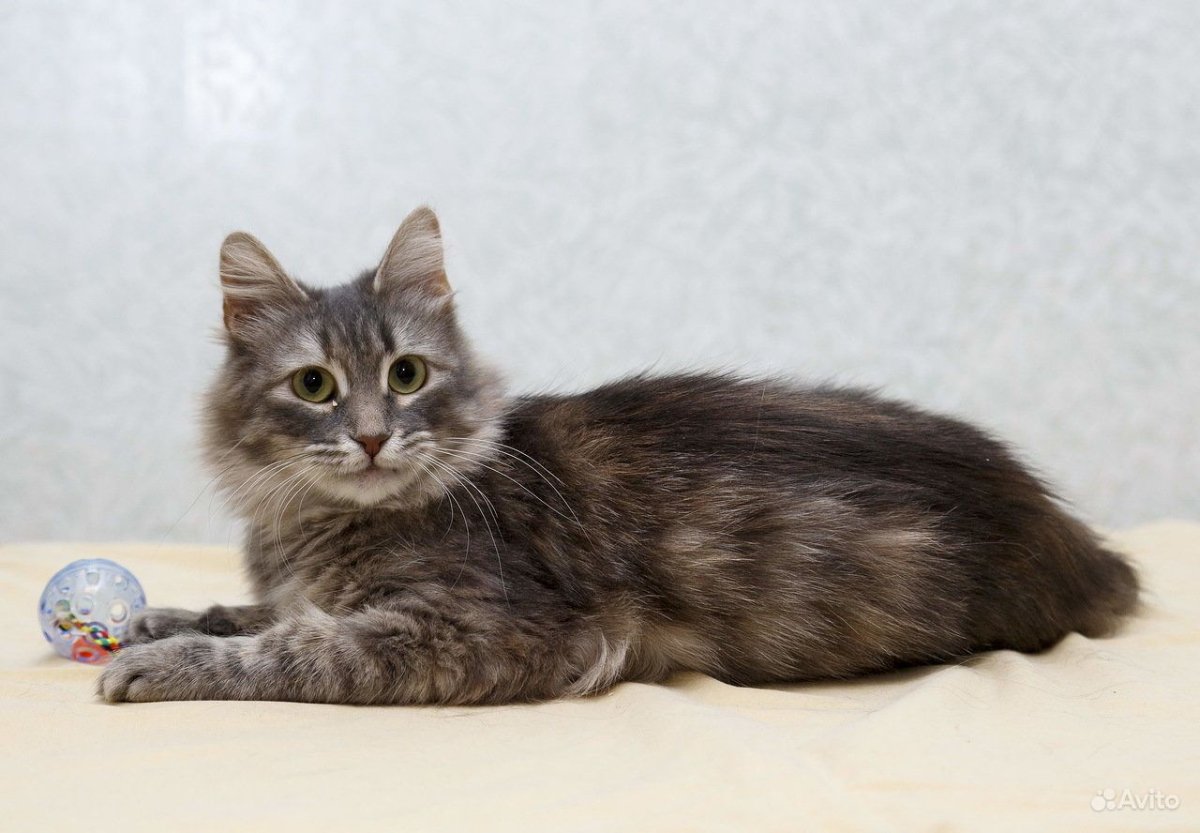 Мейн кун метис