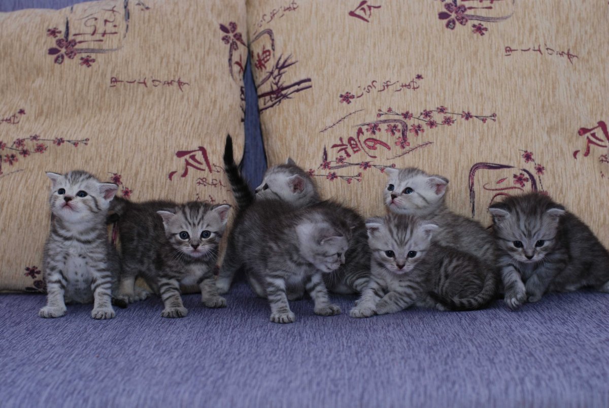 Мейн кун метис