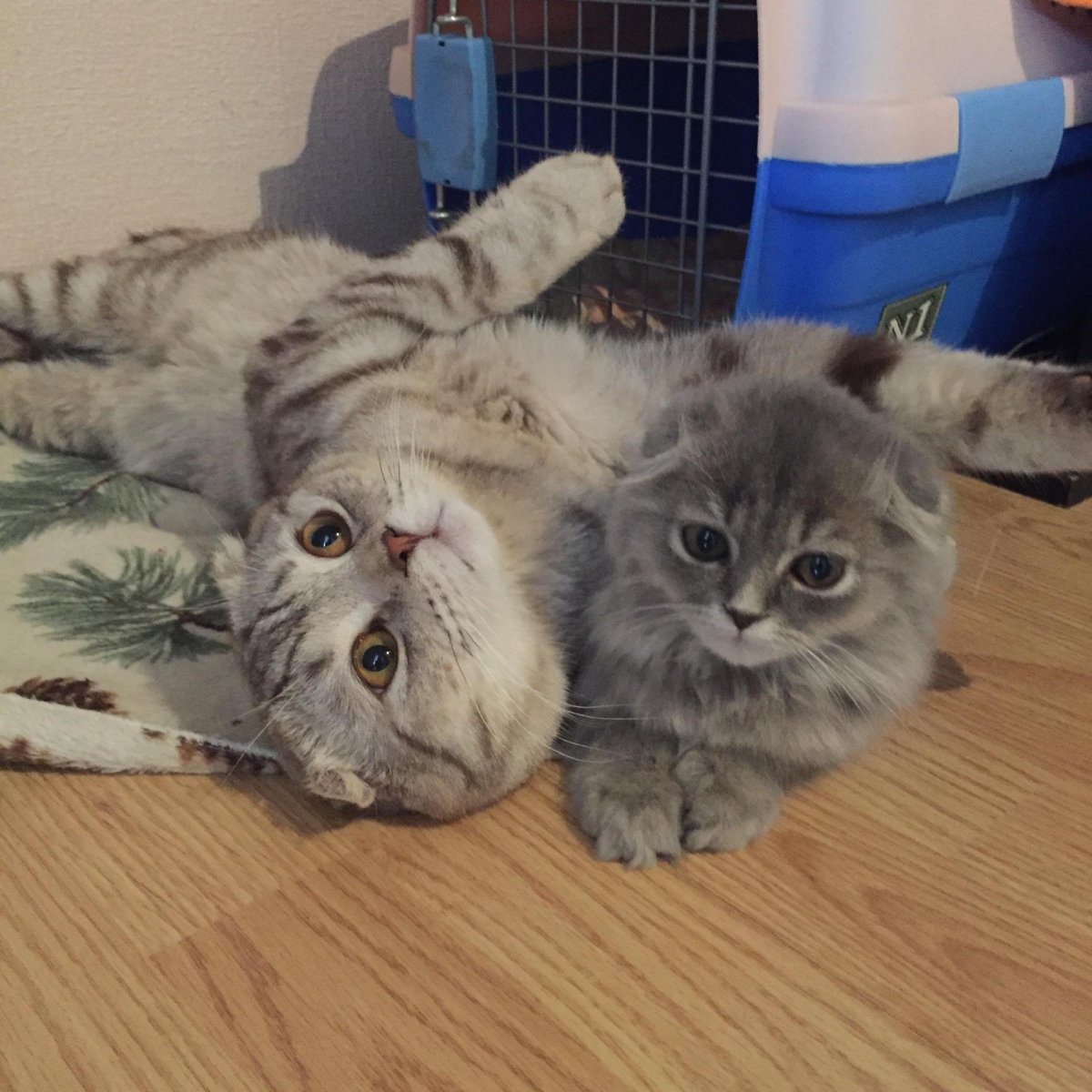 Метис Мейн куна и шотландской вислоухой