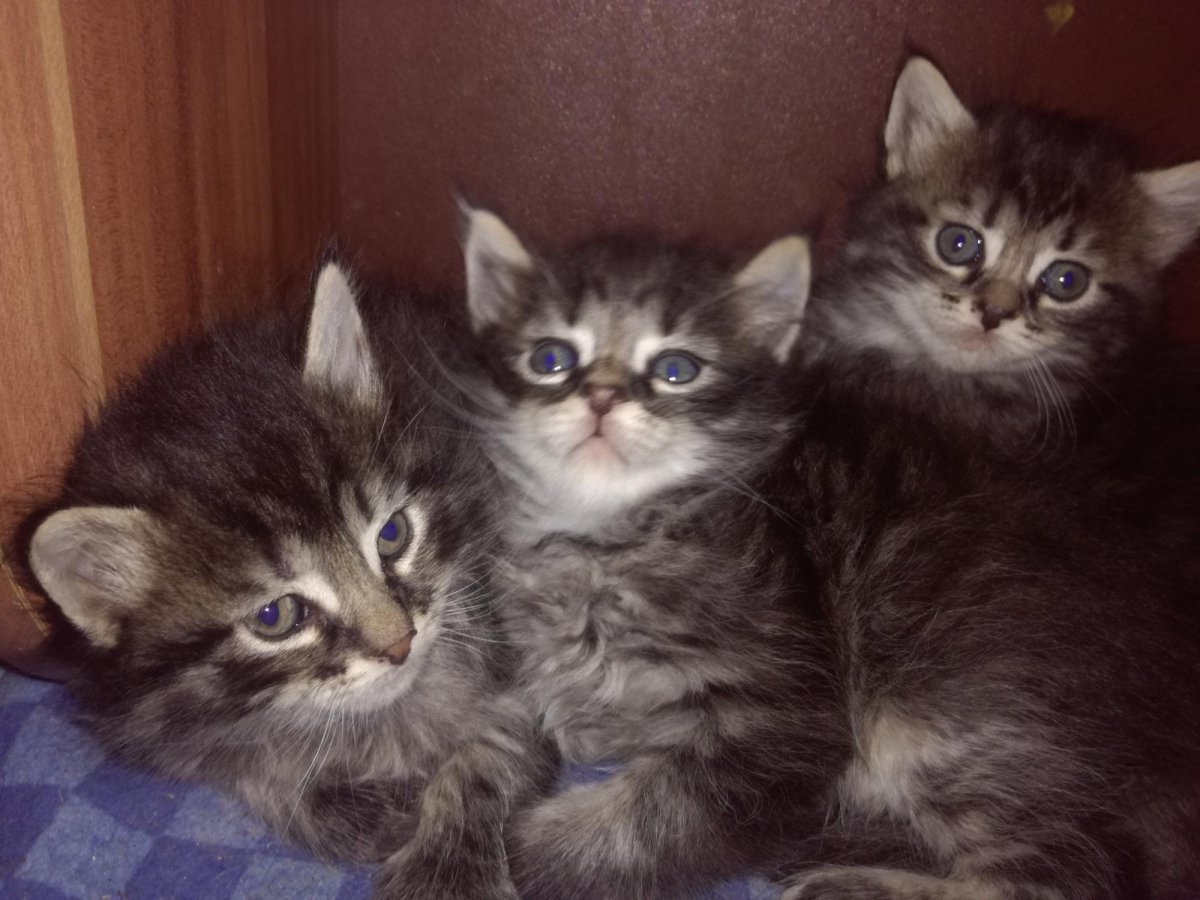 Мейн кун скрещенный с обычной кошкой