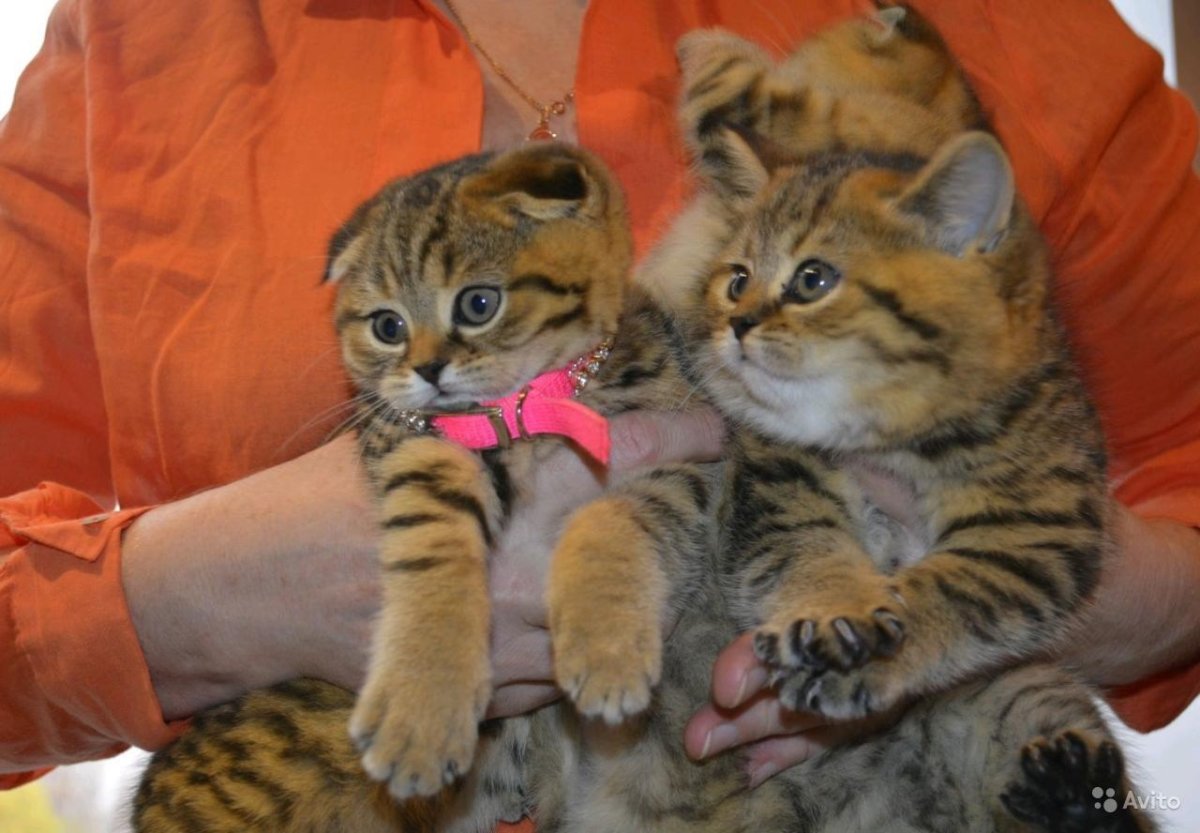 Помесь Мейн куна и шотландской вислоухой