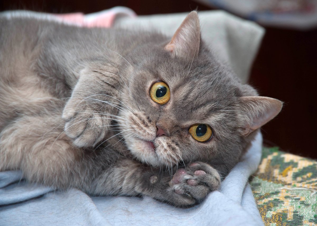 Сибирский кот помесь