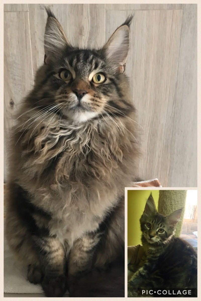 Метис Британская короткошёрстная + скоттиш фолд