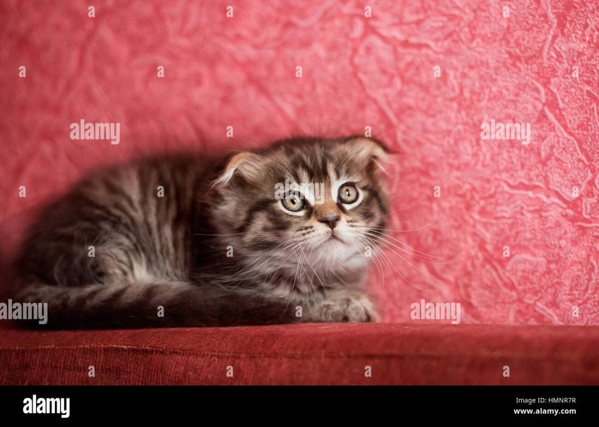 Метис Мейн куна и шотландской вислоухой