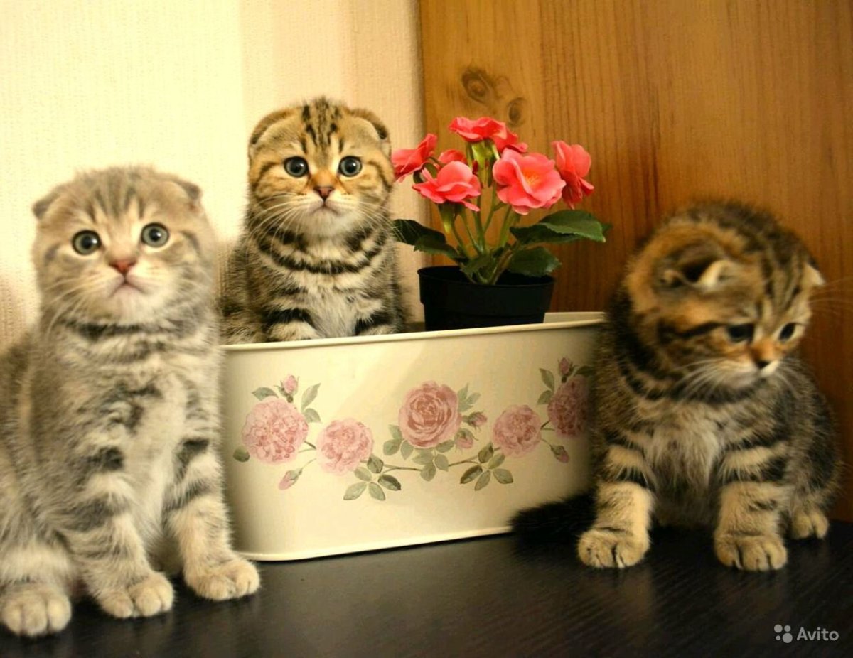 Котята тигрята Шотландские