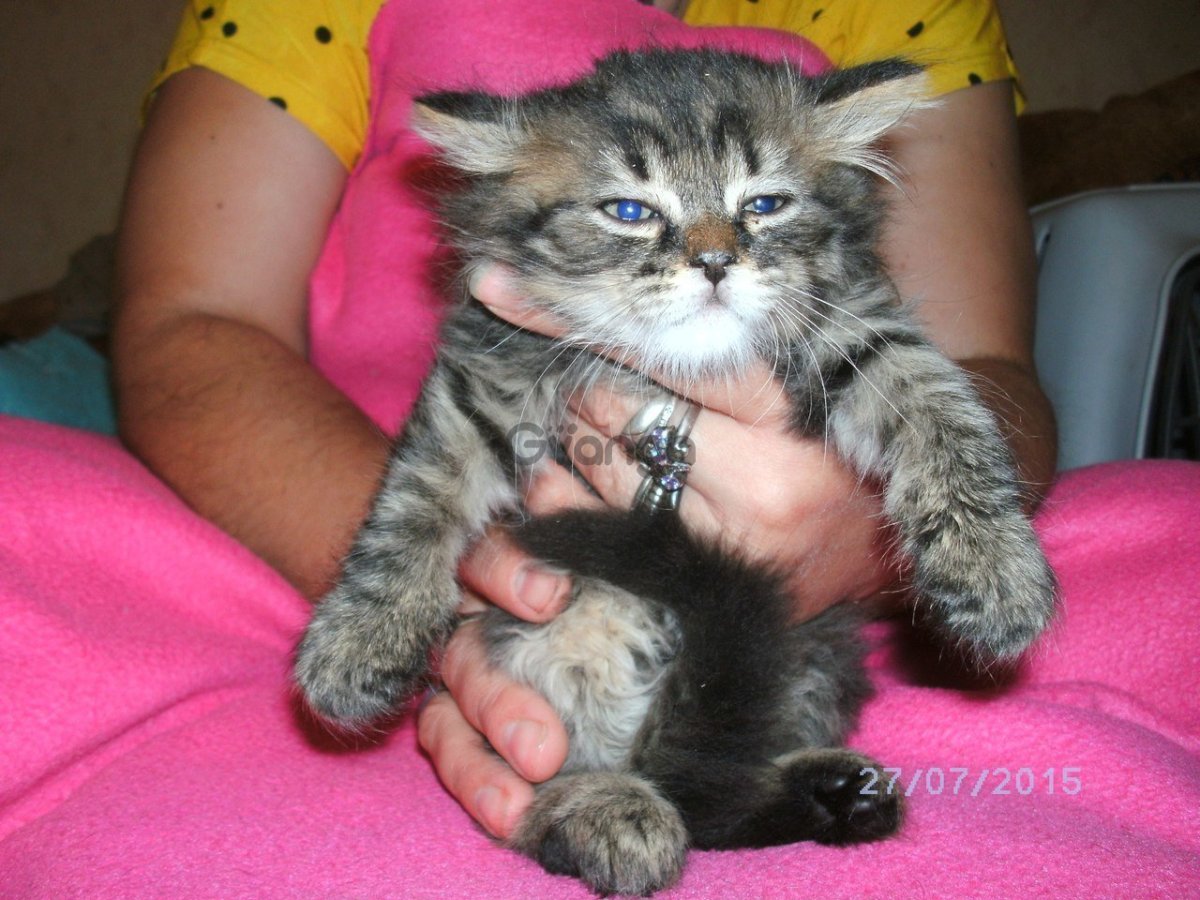 Метис Мейн куна и шотландской вислоухой