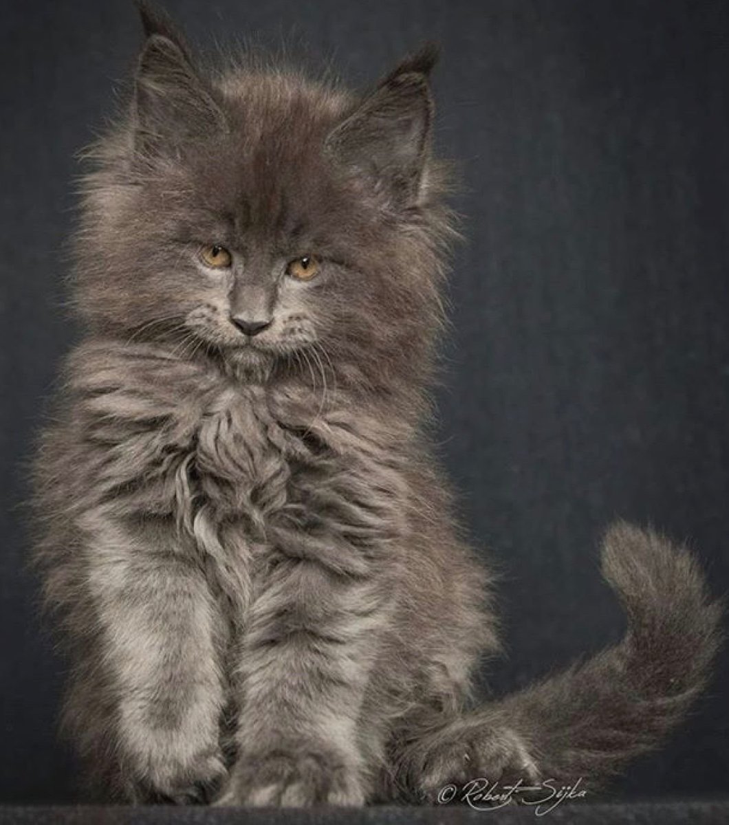 Метис сибирской и персидской кошки