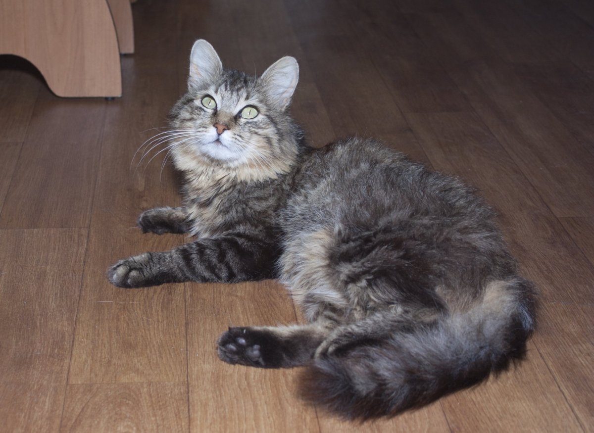 Трехшерстная вислоухая кошка