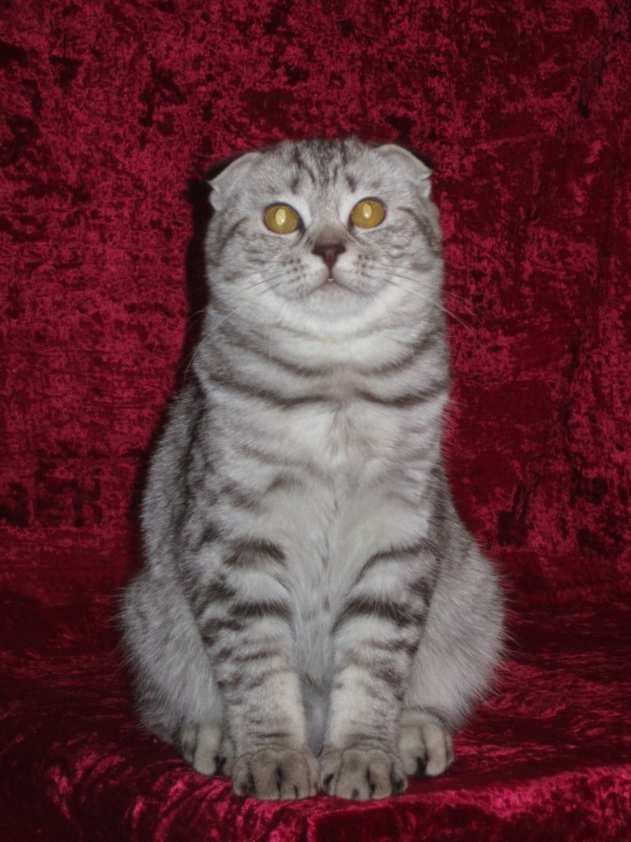 Мейн кун фолд