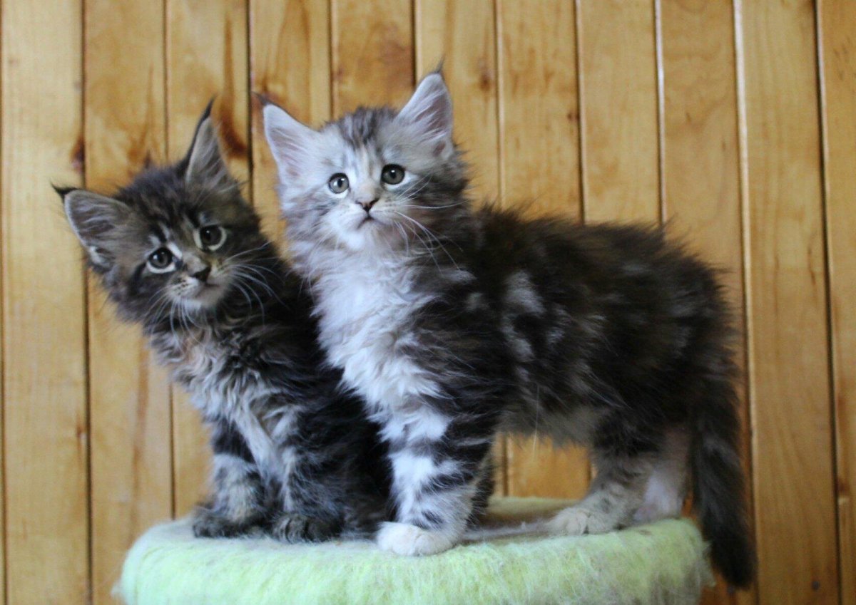 Порода Мейн куна помесь